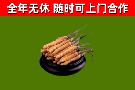 博尔塔拉回收冬虫夏草